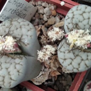 Lithops julii v. reticulata form C63c -seeds-насіння- 20шт-