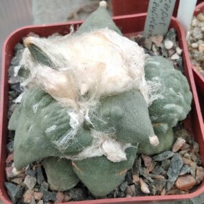 Ariocarpus retusus cv."Cauliflover"-cube-7cm-прихована підщепа- рідкість-