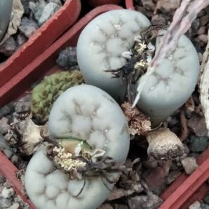 L. karasmontana v. eberlanzii C370 -seeds-насіння-20шт-