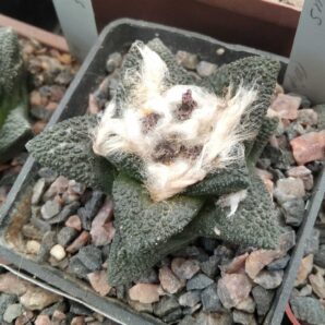 Ariocarpus bravoanus -El Nunez- cube-7cm- з корінням від E.jusbertii і вже з плодами