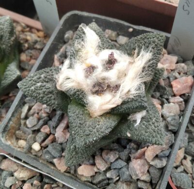 Ariocarpus bravoanus -El Nunez- cube-7cm- з корінням від E.jusbertii і вже з плодами