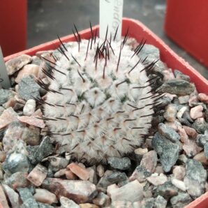Mammillaria perezdelarosae v. andersoniana KPP1664 -cube-7cm-своє коріння-