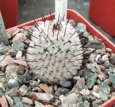 Mammillaria perezdelarosae v. andersoniana KPP1664 -cube-7cm-своє коріння-