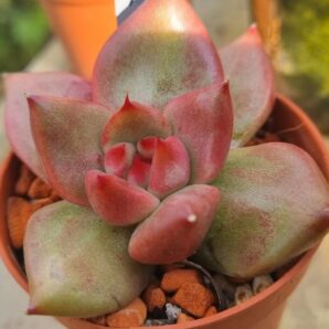 Echeveria "RED DIAMOND PEARL" Variegata