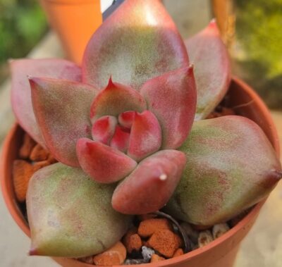 Echeveria "RED DIAMOND PEARL" Variegata