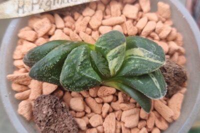 Haworthia "TIGER PIGMAEA" var. - Зображення 2