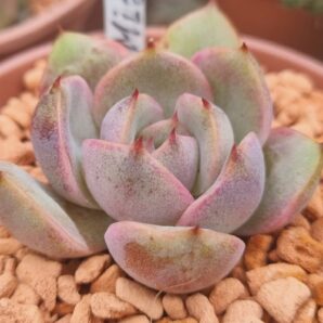 Echeveria "MIRINE"