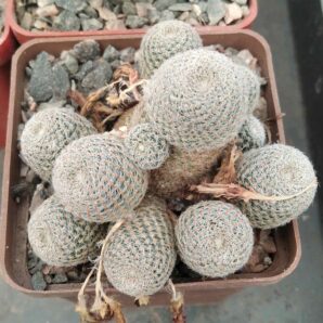 Aylostera heliosa v. condorensis -сube-7cm-10голів-