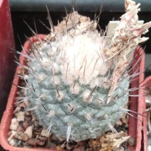 Strombocactus discoformis ssp. jarmillae -25years- cube-5cm- 1600