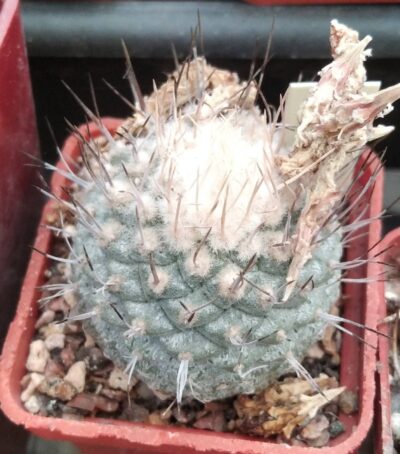 Strombocactus discoformis ssp. jarmillae -25years- cube-5cm- 1600