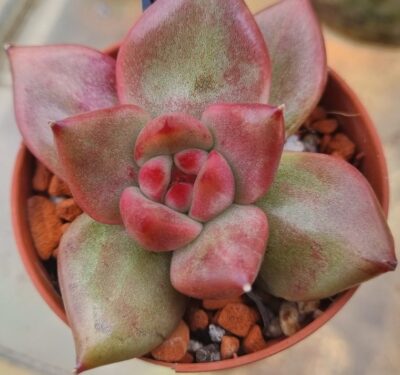 Echeveria "RED DIAMOND PEARL" Variegata - Зображення 2