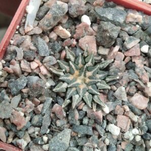 Ariocarpus kotschoubeyanus v. rioverdae -Koehres-cube-7cm-