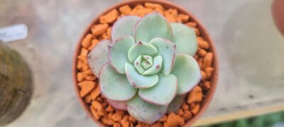 Echeveria "ATLANTIS" - Зображення 2