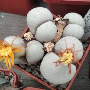 Lithops ruschiorum -Koehres-seeds-насіння- 15шт-
