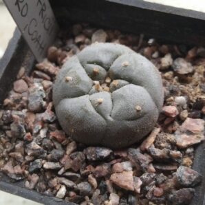 Lophophora fricii -El Amparo, Coah.- cube-5cm-