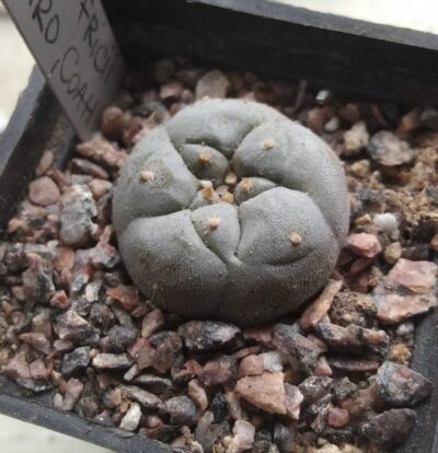 Lophophora fricii -El Amparo, Coah.- cube-5cm-