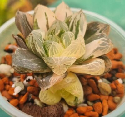 Haworthia obtusa "Himawarily" variegata - Зображення 3