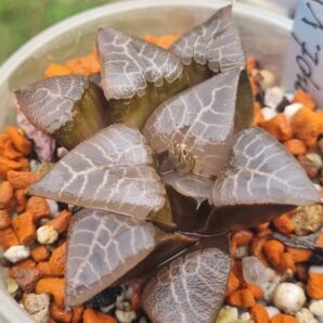 Haworthia "COMPTONIANA select form"