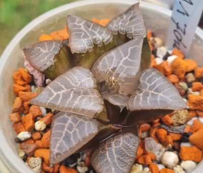 Haworthia "COMPTONIANA select form"