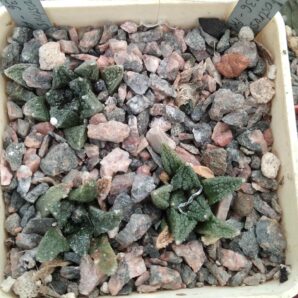 Ariocarpus fissuratus hintonii -Matehuala-cube-7cm-