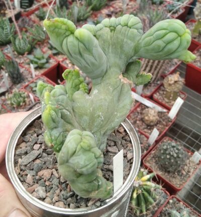 Cereus bridgesii f. monstrosa- горщик-9см- 1600