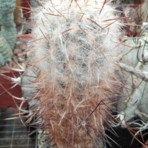 Oreocereus trollii -Mesa Garden- cube-8cm-