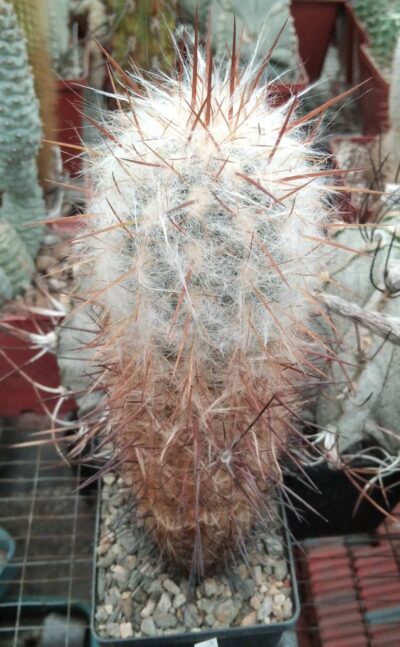 Oreocereus trollii -Mesa Garden- cube-8cm-