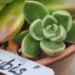 Echeveria "ANUBIS"