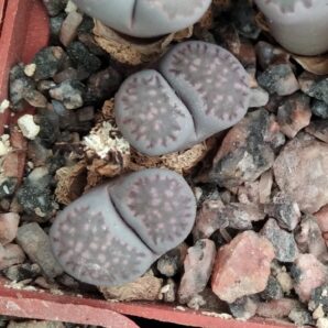 Lithops salicola cv."Bacchus- seeds-насіння-порція-15шт-