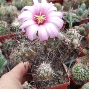 Echinocereus brandegeei DJF20 -MG- cube-6cm- 15+years-