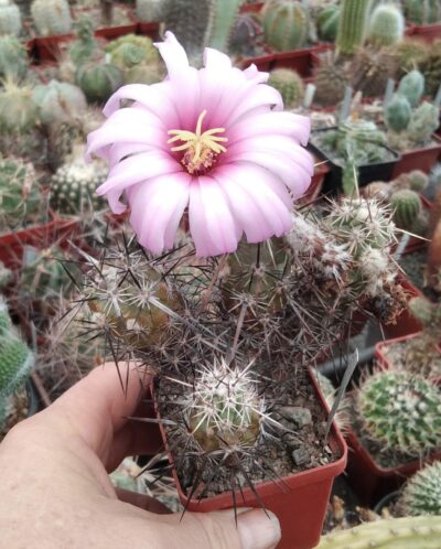 Echinocereus brandegeei DJF20 -MG- cube-6cm- 15+years-