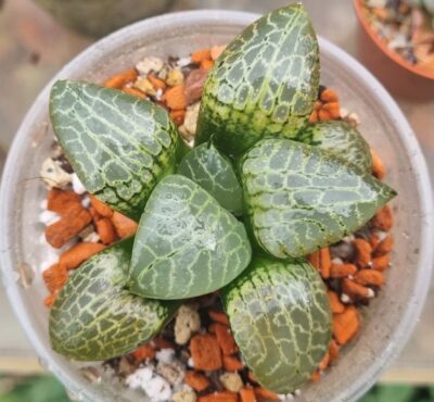 Haworthia "COMPTONIANA GLASS" - Зображення 2