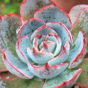 Echeveria "AMISTAR"