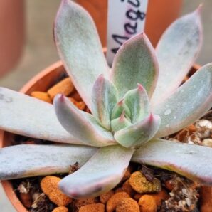 Echeveria agavoides "MAGIC FLUTE"