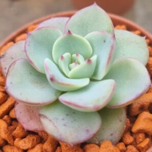 Echeveria "ATLANTIS"