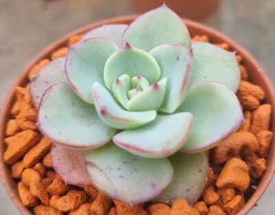 Echeveria "ATLANTIS"