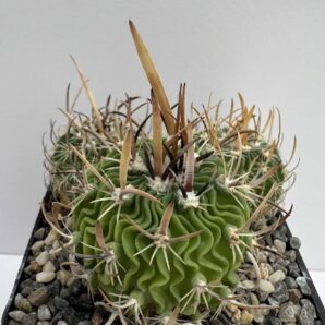 Echinofossulocactus erectocentrus, Ej. Soledad, NL