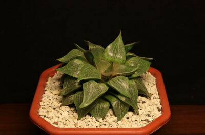 Haworthia emelyae var. comptoniana двоголова - Зображення 2