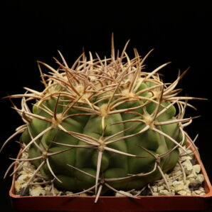 Gymnocalycium ferocior, STO498 (№1)