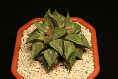 Haworthia emelyae var. comptoniana двоголова - Зображення 3