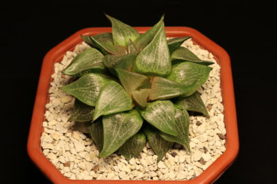 Haworthia emelyae var. comptoniana двоголова - Зображення 4