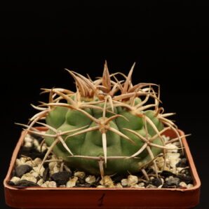 Gymnocalycium ferocior, STO498