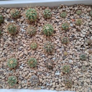 Copiapoa haseltoniana, Cerro Perales! з дикого насіння! ціна за всю плошку! | 21