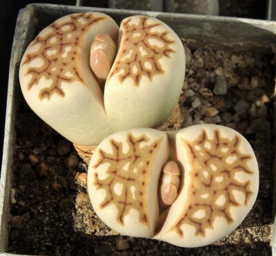 Lithops julii "Fuscous" MG - Зображення 2