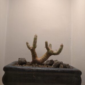Tylecodon paniculatum