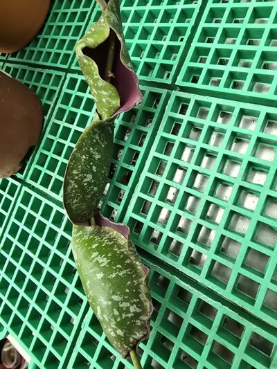 Hoya imbricata