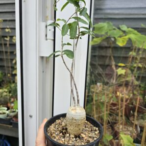 Fockea edulis