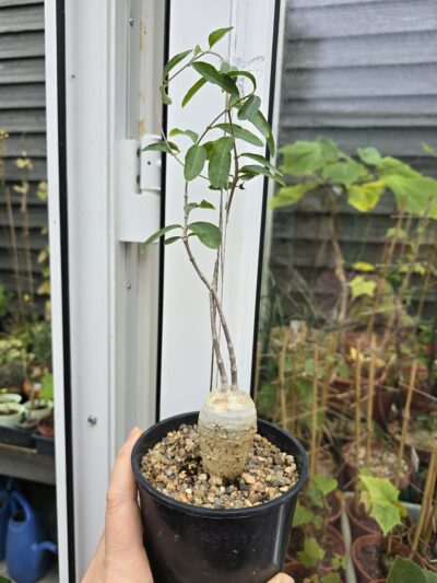 Fockea edulis