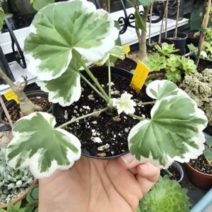Pelargonium Caroline Schmidt