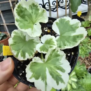 Pelargonium Little Jip